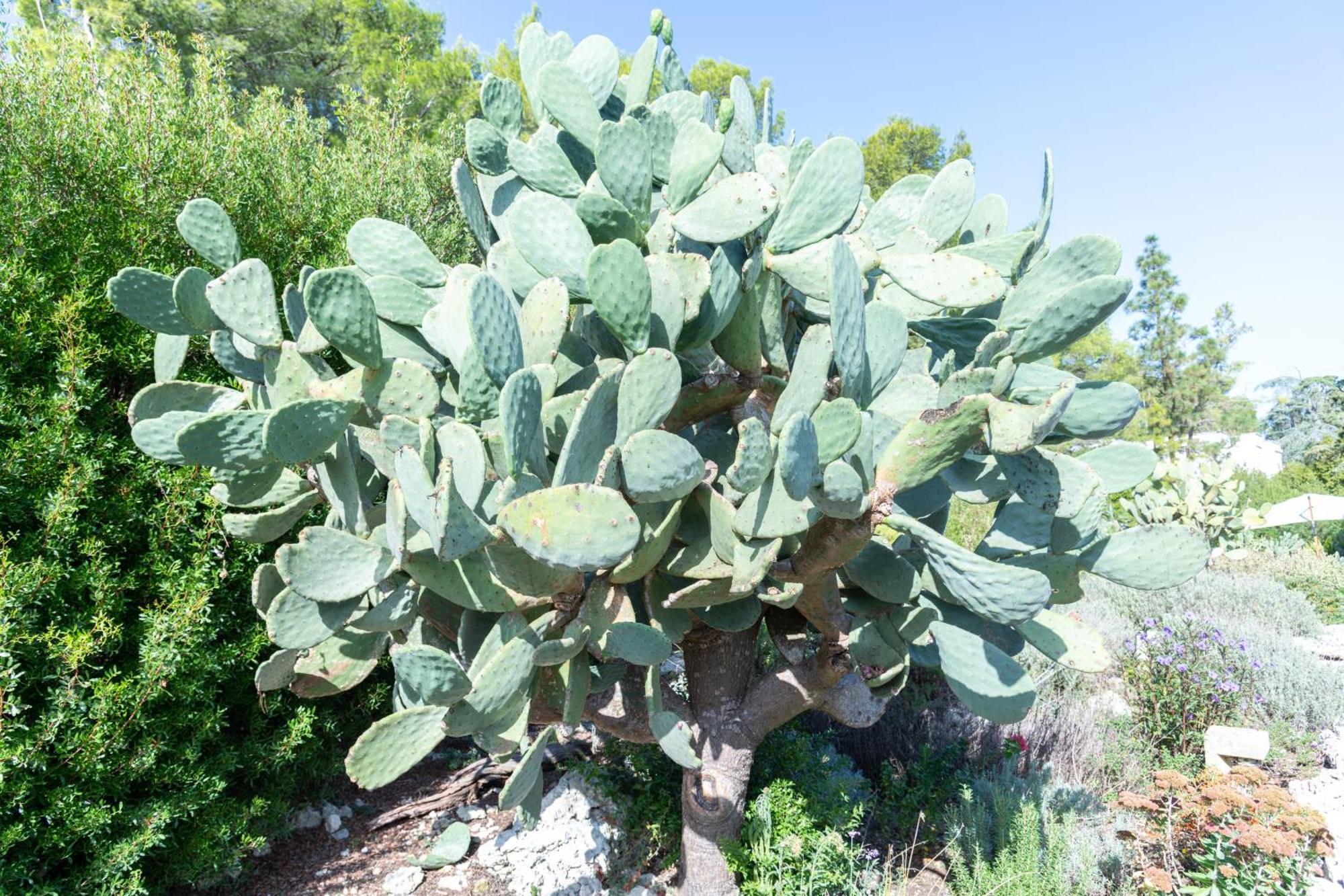 Masseria Caliani Borgagne Luaran gambar